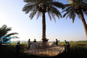 قصه خرما در حاشیه کارون