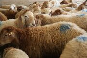 افزایش عرضه دام سبک در پاییز/قیمت گوشت متعادل می شود