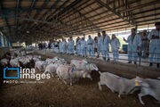 ۱۹۴ روستای لرستان پایلوت طرح ملی افزایش تولید دامداری‌ها شد