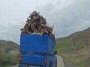 عامل حمله به جنگلبانان فومن دستگیر شد