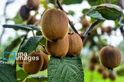 فرایند صادرات کیوی تسهیل شد