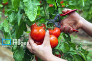 بازار روسیه فرصت تازه‌ای برای صادرات محصولات کشاورزی بوشهر ایجاد کرد