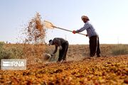 تولید بیش از پنج هزار تن کشمش و شیره انگور در خوانسار