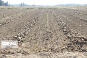 آغاز برداشت چغندرقند از ۱۷۰۰ هکتار مزارع مهاباد؛ کاهش سطح کشت در مسیر احیای دریاچه ارومیه