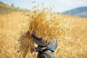 خرید بیش از ۵۲۰ هزار تن گندم از زارعان آذربایجان‌غربی/ مشارکت ۳۹ هزار کشاورز در تولید