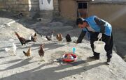 انجام واکسیناسیون بیش از ۳۷۵ هزار قطعه طیور در روستاهای کردستان
