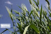 پیش‌بینی تولید ۴۸۰ هزار تن گندم آبی و دیم در سال زراعی استان مرکزی