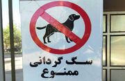  درگیری بر سر سگ‌گردانی، به قتل در سعادت‌آباد ختم شد