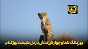 فیلم | یوزپلنگ تلما و چهار فرزندش در دل طبیعت یوزکنام