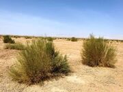اجرای موفق نخستین طرح آزمایشی جوان‌سازی تاغزارهای کشور در خواف