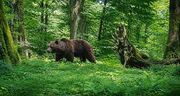 خرس باغدار کهگیلویه و بویراحمدی را زخمی کرد