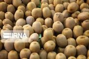 رییس جهاد کشاورزی گیلان: ۷۰ شناسنامه محصول کیوی در استان صادر شد