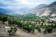 توسعه جنگل‌های خراسان‌شمالی با کاشت ۱۳ هزار اصله نهال