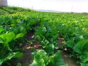 کشت پاییزه چغندرقند در خراسان رضوی برای کاهش مصرف آب
