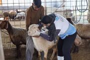 دامپزشکی روی خط مقدم محرومیت‌زدایی در ۴۰ روستای مازندران