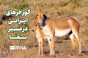 گورخرهای ایرانی در مسیر بقا
