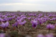 گیاهان دارویی کهگیلویه و بویراحمد؛ از روند امیدبخش توسعه تا ظرفیت‌های شکوفا نشده