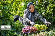 روستاها محور اصلی امنیت غذایی و تولید کشور هستند