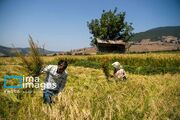 ضریب پوشش بیمه اجتماعی روستاییان در قزوین ۱۵ درصد افزایش یافت