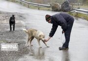 پرسه حیوان‌های بی‌صاحب و هزینه بالای هاری در اردبیل