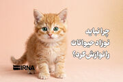 چرا نباید نوزاد حیوانات را نوازش کرد؟