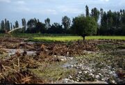 بارش سیل‌آسای دره‌شهر آزمون تازه‌ برای کشاورزی ایلام