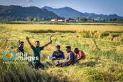 نجات خاک تا لبخند دوباره شالیزارها