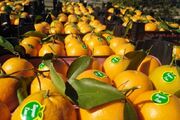 نماینده مجلس: افزایش کیفیت محصولات کشاورزی راهبردی ضروری برای رونق صادرات است