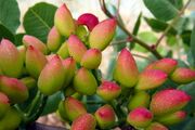 پسته خراسان رضوی؛ خندان نیست