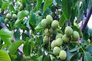 جهاد کشاورزی انگوت در هزینه اصلاح باغات گردو مشارکت می‌کند