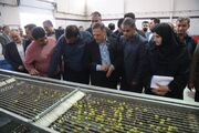 فیلم | سفر استاندار زنجان به طارم و افتتاح بزرگترین باغ زیتون کشور