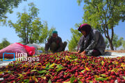 عناب خوسف؛ هویتی شفابخش از میراث ملی تا پیشران اقتصادی 