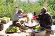 "بولاوگیری"، میراث هزارساله روستای دولاب سنندج