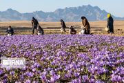 بازارچه زعفران فاروج خراسان شمالی با ۳۰ غرفه آغاز به کار کرد