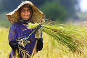 صدور بیش از ۵۸ هزار پروانه کسب برای زنان روستایی