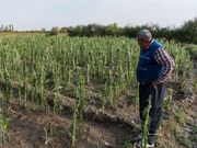 ۲۶۴ میلیارد تومان غرامت بیمه محصولات زراعی در چهارمحال و بختیاری پرداخت شد