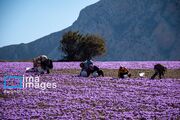 کلکسیون زنده ۲۲ گونه زعفران ایرانی در بانک گیاهی جهاددانشگاهی ایجاد شد