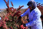 طعم شیرین سودآوری با زرشک؛ وقتی کویر کرمان سرخ‌پوش می‌شود