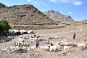عشایر جنوب کرمان؛ از تولید گوشت و امنیت غذایی تا دفاع از مرزها