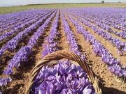 پیش‌بینی تولید ۳.۲ تن زعفران در آذربایجان‌شرقی