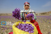 زعفران؛ سرمایه‌گذاری کم‌آب‌بر در زمین‌های کم‌بازده گلستان