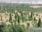 منابع طبیعی بوشهر آماده واگذاری مدیریت هشت پارک جنگلی به بخش خصوصی است