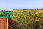 تولید ارقام مقاوم در برابر خشکی و پرآبی برای توسعه کشاورزی ضروری است