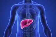 ۲ عاملی که کبد شما را چرب می کند