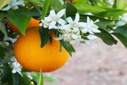 آشنایی با خواص بی‌نظیر بهار نارنج