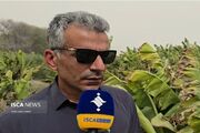 موج شدید گرما باغداران موز را با خسارات سنگین مواجه کرد