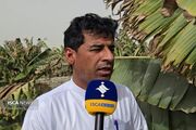 تأمین نشدن آب کشاورزی خسارات جبران‌ناپذیری به باغات موز باهوکلات وارد کرد