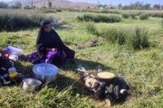 برگزاری نمایشگاه سنتی لری در جشنواره فرهنگی _ عشایری سقاوه