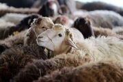 قیمت جدید دام زنده یکشنبه ۱۷ خرداد ۱۴۰۵