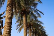 طرح مبارزه با آفت کنه تارتن در نخلستان‌های خرمشهر کلید خورد